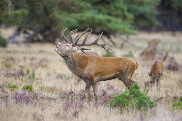 Red deer (Cervus elaphus) in the Hoge Veluwe National Park, Netherlands