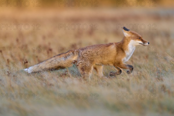 Red Fox (Vulpes vulpes), running in meadow at autumn