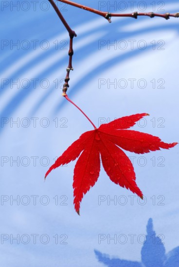 Leaf, Downy Japanese Maple (Acer japonicum) sycamore