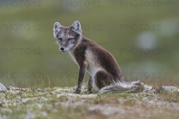 Arctic fox (Alopex lagopus), Varanger, Northern Norway, Norway, Europe