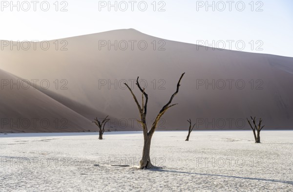 Dead camelthorn trees (Acacia erioloba) in Deadvlei, behind huge red sand dune Daddy Dune, atmospheric in the morning light, Sossusvlei, Namib Desert, Namib-Naukluft National Park, Namibia, Africa