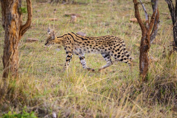 Serval (Leptailurus serval) Masai Mara Kenya