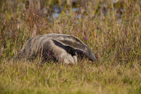 Giant anteater (Myrmecophaga tridactyla) Pantanal Brazil