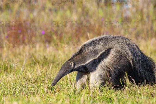 Giant anteater (Myrmecophaga tridactyla) Pantanal Brazil