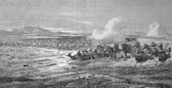 Herds of wild animals on the plains of Vaal River, zebra, antelope and wildebeest fleeing from hunters, 1868, South Africa, Historic, digitally restored reproduction of a 19th century original, Africa