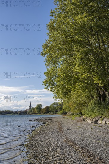 Gravel beach on the shore of Lake Constance near Radolfzell, Constance district, Baden-Württemberg, Germany, Europe