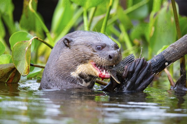 Giant otter (Pteronura brasiliensis) Pantanal Brazil