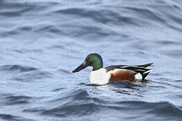 Northern shoveler (Spatula clypeata) (Syn.: Anas clypeata), male swimming on Lake Zug, Switzerland, Europe