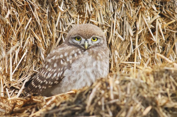 Little owl (Athene noctua) young bird sitting on a bale of straw, endangered bird species in Central Europe, view into the camera, wildlife, owl, HANSAG, Lake Neusiedl, Burgenland, Austria, Europe