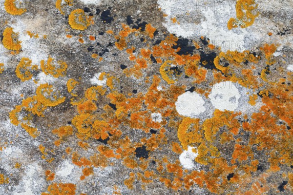 Brightly coloured lichens on rocks in Brittany, France, Europe