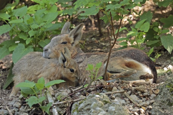 Mara (Dolichotis patagonum) with juvenile, captive