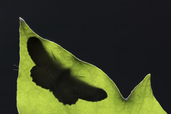 Ash-grey moth (Hypomecis punctinalis), male on a leaf in backlight, moth, North Rhine-Westphalia, Germany, Europe