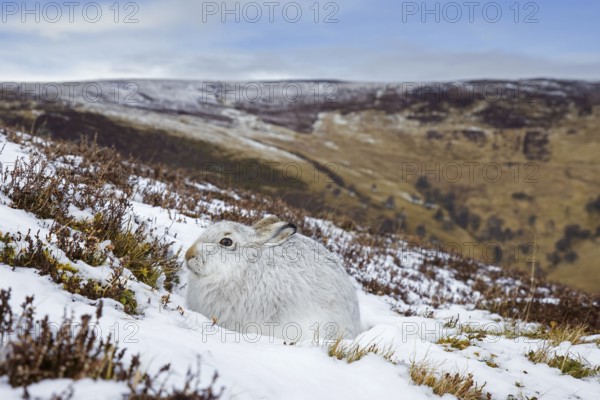 Mountain hare, alpine hare, snow hare (Lepus timidus) in white winter pelage resting in the hills in late winter, Cairngorms National Park, Scotland, United Kingdom, Europe