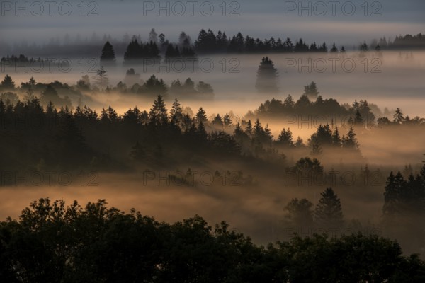 Fog between trees in the morning light, backlight, autumn, Loisach-Lake Kochel moor, Alpine foothills, Bavaria, Germany, Europe
