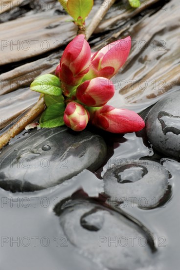 Chaenomeles japonica (Chaenomeles japonica), branch with flowers, stones and wood in water