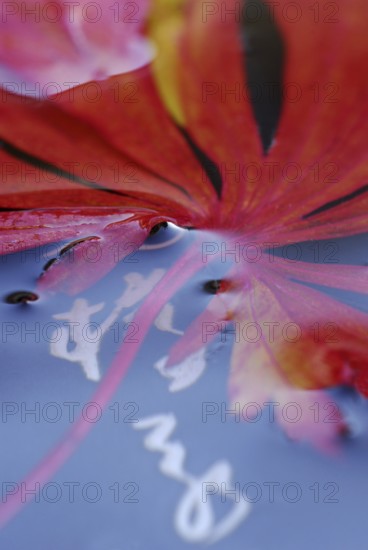 Maple leaf in water, Japanese characters, Smooth Japanese maple (Acer palmatum)