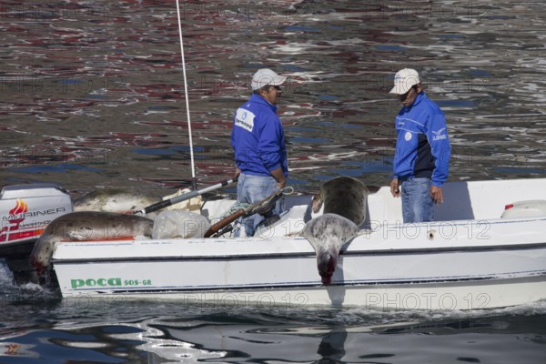 Shot Harp seals (Phoca groenlandica) in Inuit hunter's motorboat, Uummannaq, North-Greenland, Greenland, North America