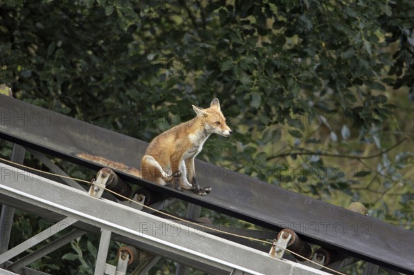 Red Fox (Vulpes vulpes) on band conveyor, Germany, skidding, Europe
