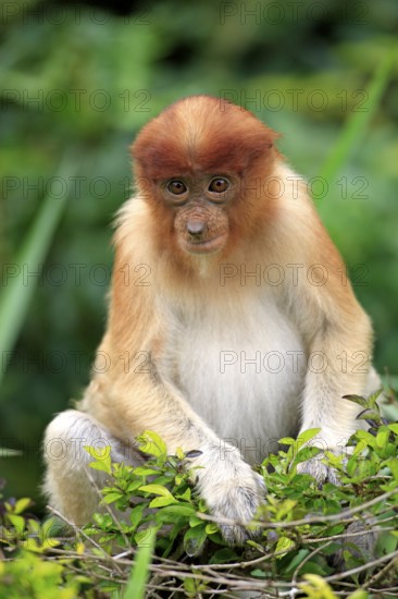 Coati, young, Labuk Bay, Sabah, proboscis monkey (Nasalis larvatus), Malaysia, Asia