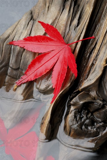 Downy Japanese Maple (Acer japonicum) , leaf on weathered wood