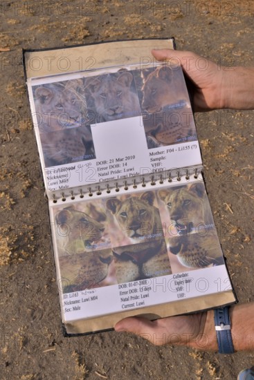 Classification guide from the Zambian Carnivore Programme, ZCP, for the lions of the Nsefu Sector, South Luangwa National Park, Zambia, Africa