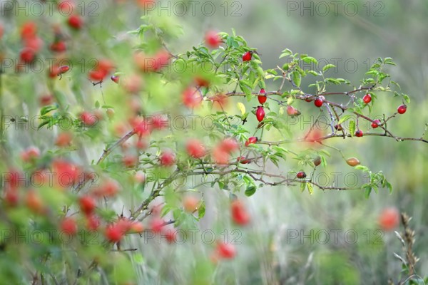 Dog rose (Rosa canina), late summer, Saxony, Germany, Europe