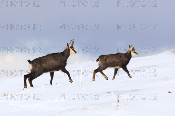 Chamois, Female with young, Jurassic, Switzerland, Europe