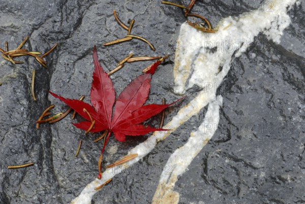 Japanese (Acer japonicum aconitifolium) maple, leaf on wet stone