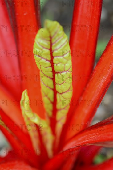 StemChard, variety Red Feurio (Beta vulgaris cicla var. flavescens) , Red