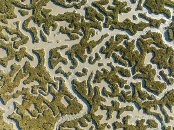 Network of dry channels and streams at low tide, in the marshland of the Bahía de Cádiz, aerial view, drone shot, Cádiz province, Andalusia, Spain, Europe