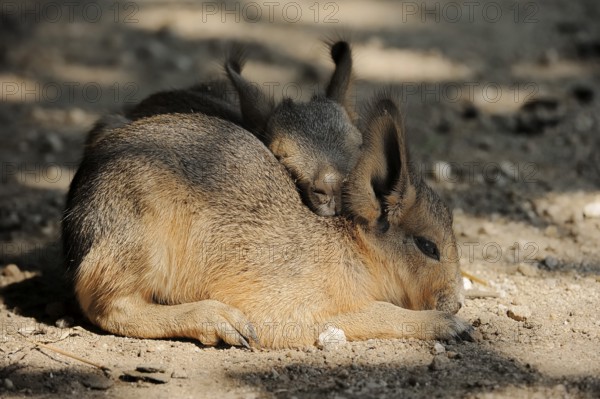 Patagonian mara (Dolichotis patagonum) or Greater Mara, juveniles, captive, occurrence in Argentina