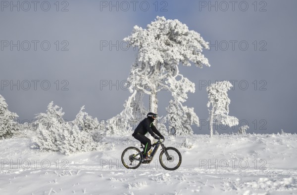 Mountain biker in front of snowy pine near the peak of Hornisgrinde 1164 m, snow, near Seebach, Ortenaukreis, Black Forest, Ortenaukreis, Baden-Württemberg, Germany, Europe