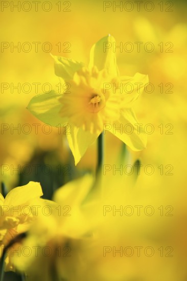 Wild daffodils ( Narcissus pseudonarcissus) , Switzerland, Europe
