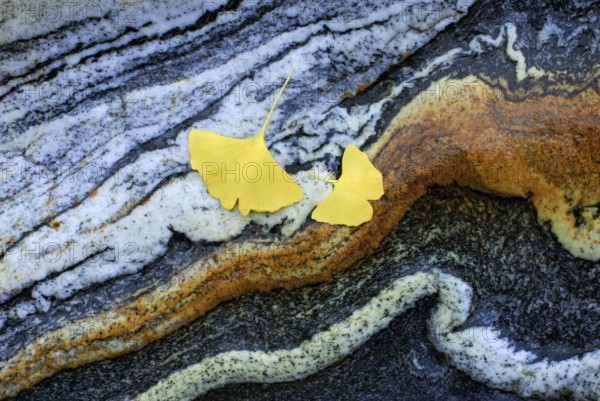 Ginkgo, Ticino, rock pattern, rock, ginkgo leaves, leaves, stone structure, Ticino, Switzerland, Europe