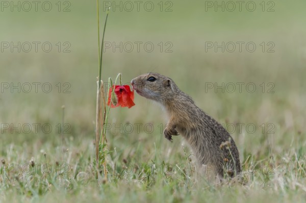 Ziesel ( Spermophilus) smells of poppy, Neusiedlersee National Park, Burgenland, Austria, Europe