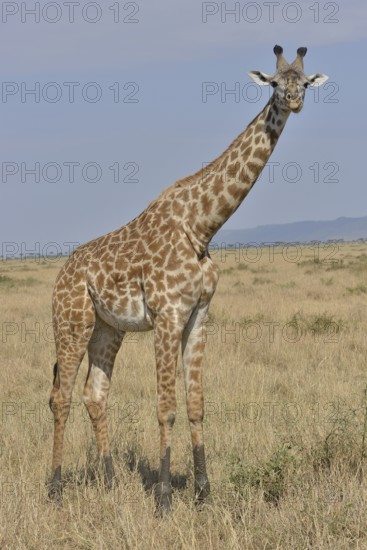 Maasai Giraffe or Kilimanjaro Giraffe (Giraffa camelopardalis tippelskirchi), Massai Mara, Rift Valley Province, Kenya, Africa