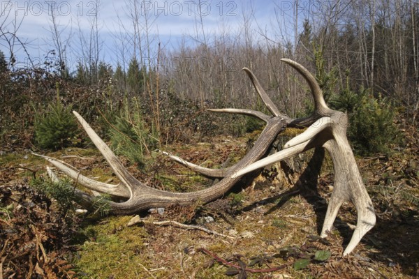 Red deer (Cervus elaphus) shed antlers, Allgäu, Bavaria, Germany, Europe