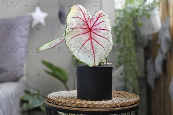 Beautiful exotic 'Caladium White Queen' plant with white leaves and pink veins in black flower pot on balcony