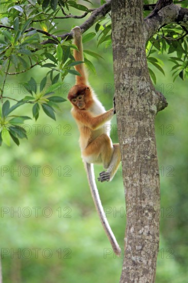 Coati, young, Labuk Bay, Sabah, proboscis monkey (Nasalis larvatus), Malaysia, Asia