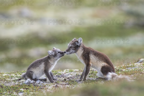 Arctic foxes (Vulpes lagopus), female with puppy sniffing, Varanger, Finnmark, Norway, Europe