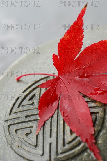 Japanese Maple leaf and Japanese emblem in stone, esotericism, symbol Japanese maple, leaf, and Japanese stone sign, sign in stone, esotericism, symbol