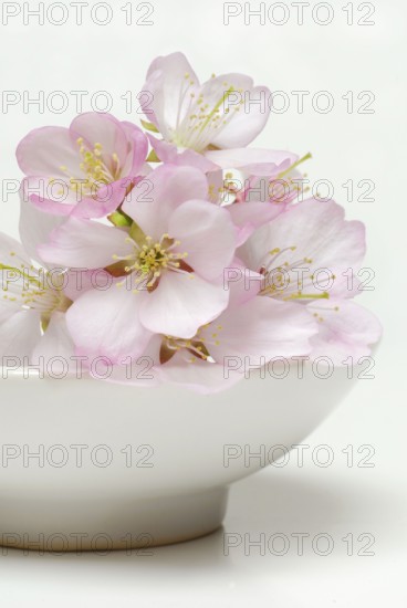 Japanese cherry (Prunus) flowers in bowl, ornamental