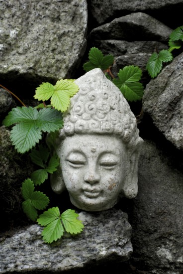 Buddha head