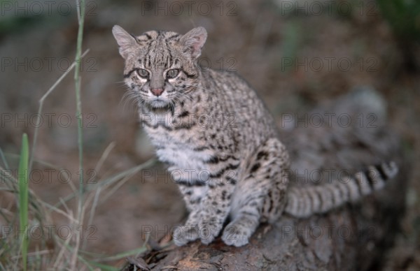 Geoffroy's Cat (Felis geoffroyi), small spotted cat