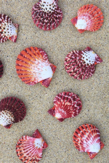 Shells on the beach, mussel shells