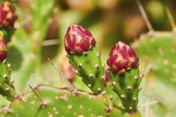Indian fig opuntia (Opuntia ficus-indica) blossoms and fruits, ebro delta, Catalonia, Spain, Europe