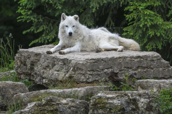 Arctic wolf (Canis lupus arctos), lying on rock, Parc Animalier de Sainte-Croix, Natural Park, near Rhodes, Moselle, Lorraine, France, Europe