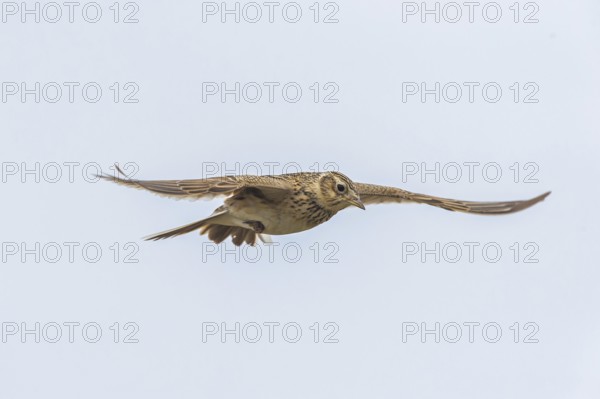 Eurasian Skylark (Alauda arvensis) in flight, Burgenland, Austria, Europe