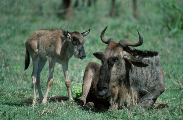 Blue Wildebeests, cow with calf, Serengeti National Park, Tanzania, eastern white-bearded wildebeest (Connochaetes taurinus albojubatus) Cow with calf, Serengeti National Park, Tanzania, Africa