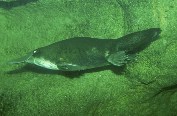 Duck-billed Platypus (Ornithorhynchus anatinus)